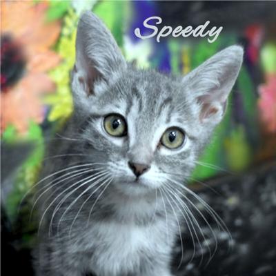 Speedy