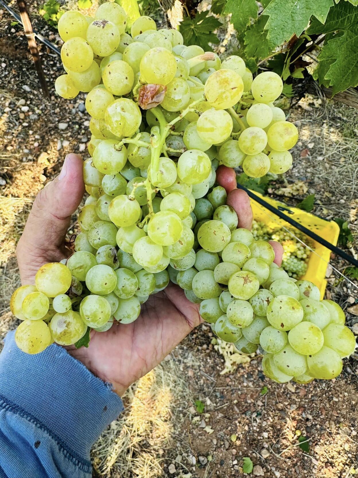 Malvasia Bianca grape.jpg