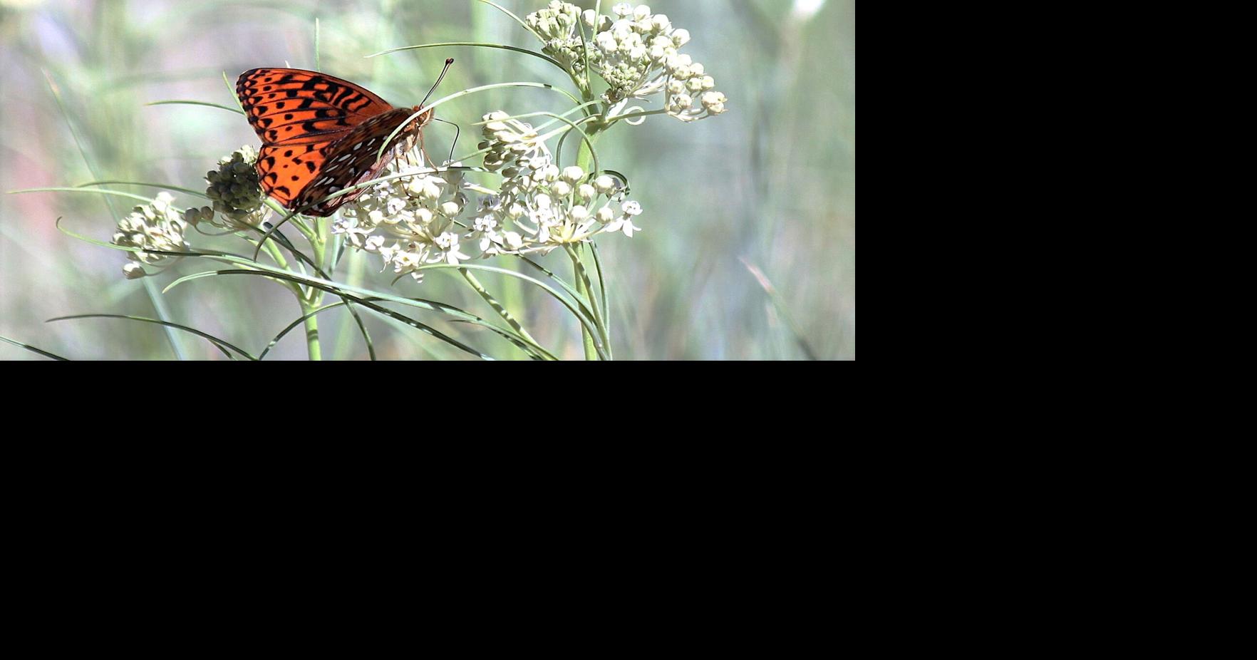 Why are hummingbird numbers declining? Local News