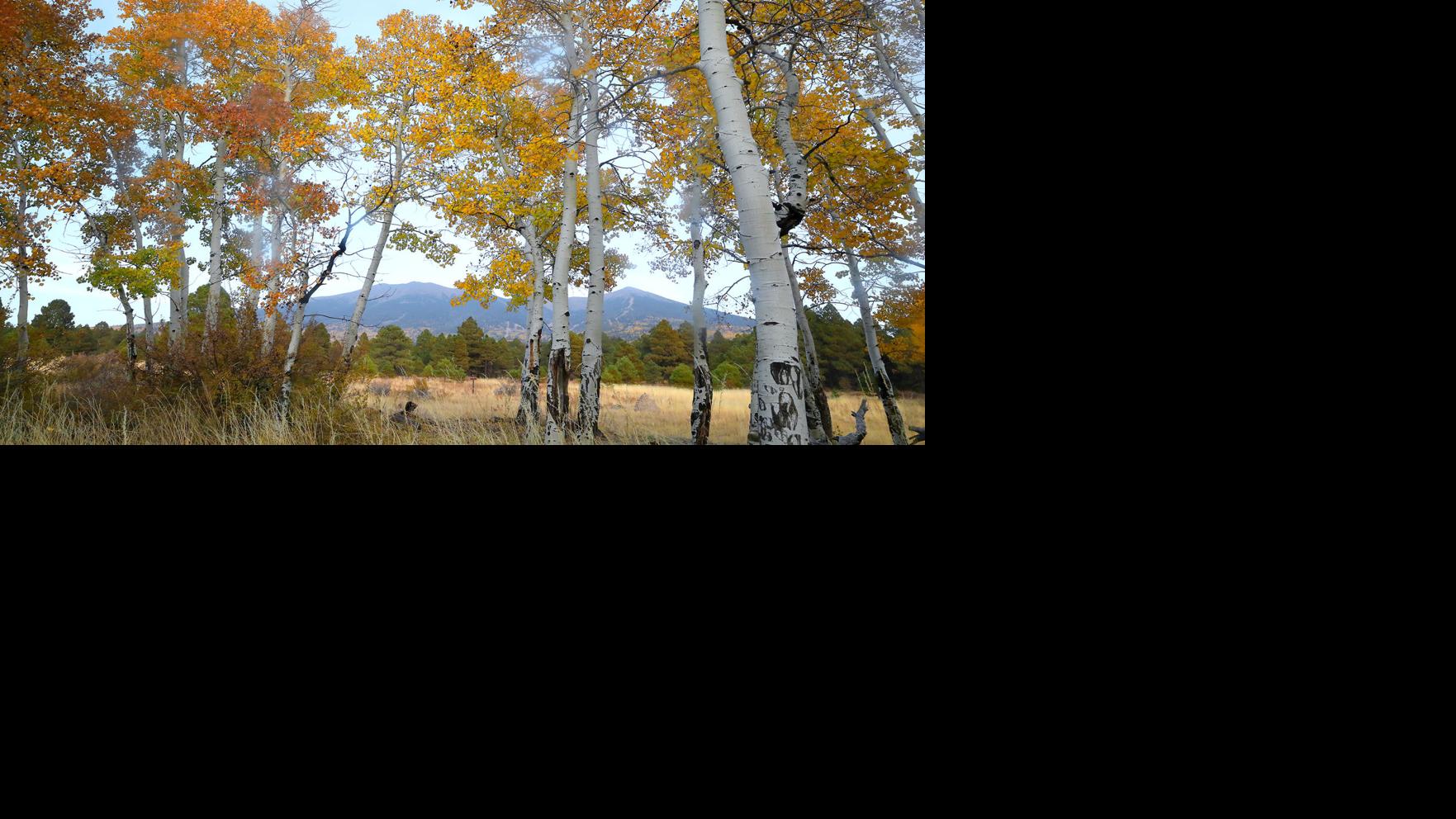 SUNDAY FEATURE: 2020 Organization of the Year: The community of Flagstaff, Coconino County