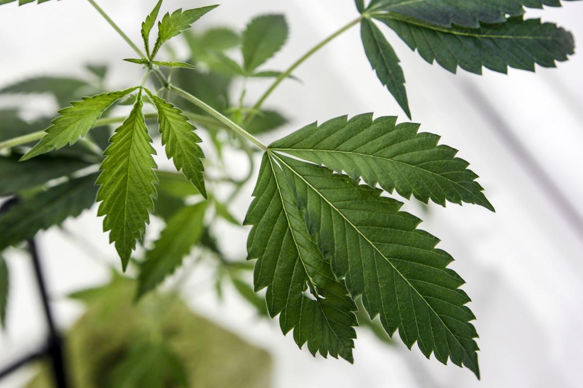 BIZ ENV-MARIJUANA-CLIMATE LA