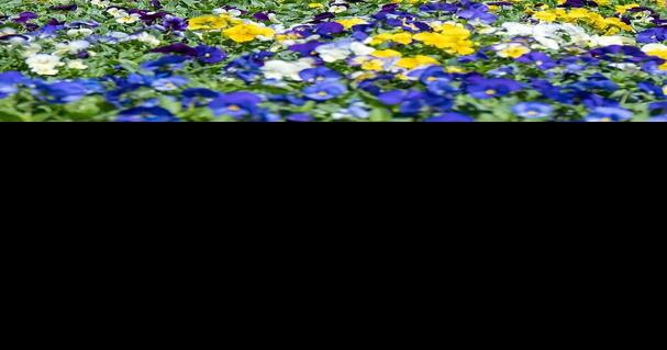 Gardening Etcetera: Pansies are a triple threat in your garden