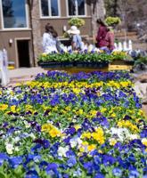 Gardening Etcetera: Pansies are a triple threat in your garden