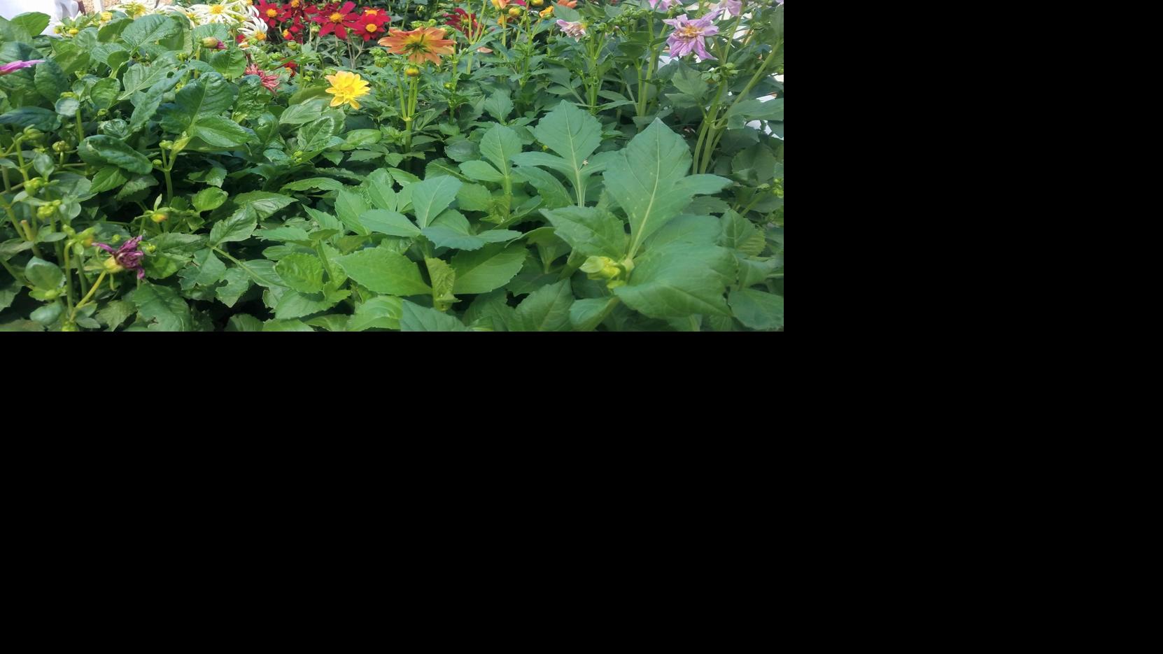 Gardening Etcetera: By some means, flowers scent even sweeter when home-grown | Native