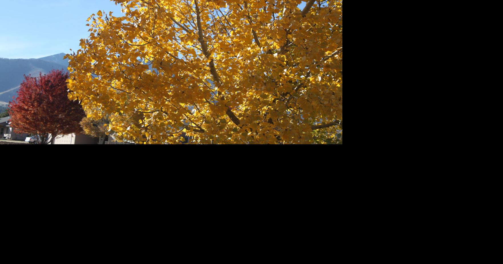 Gardening Etcetera Can a tree be considered a weed? Local News