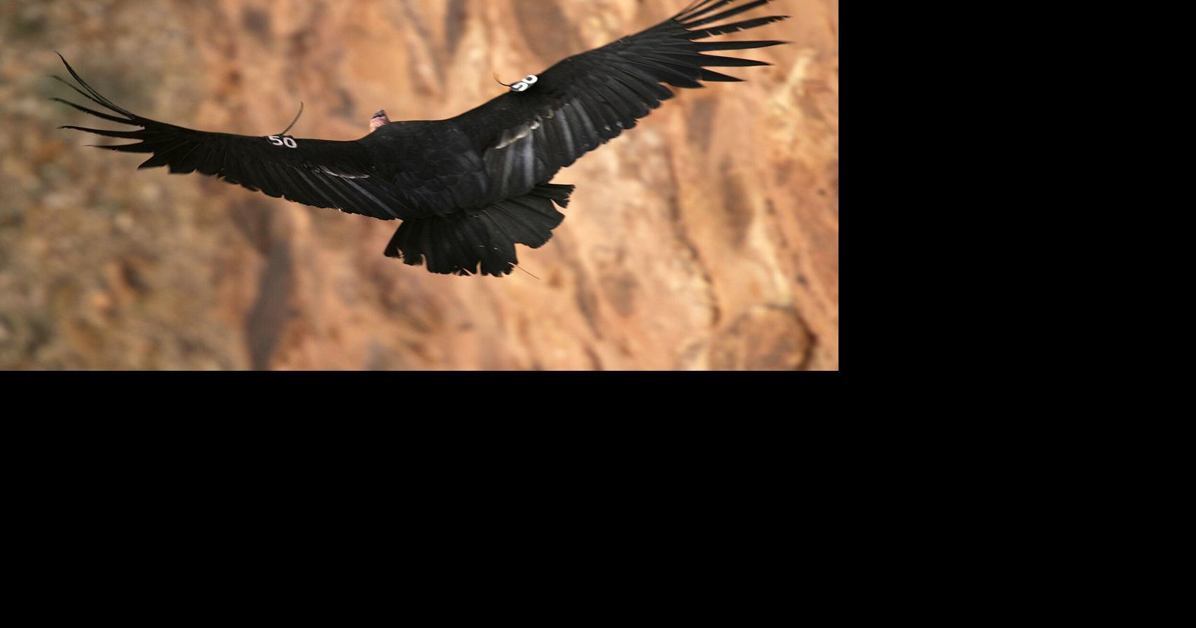 Trump slashes wildlife protections, putting endangered California animals at risk