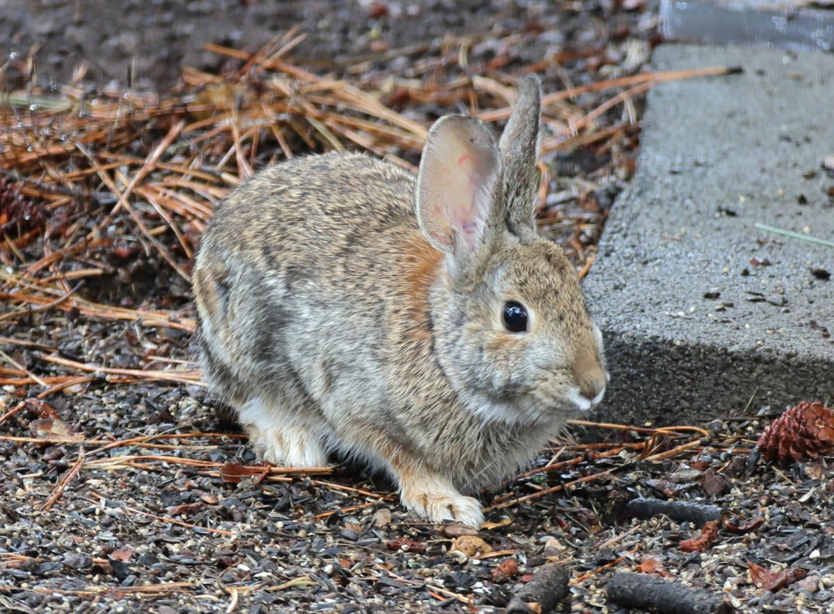 Mr. Bunn Dreams of Lettuce. Photo by Marc A. Murison.jpg
