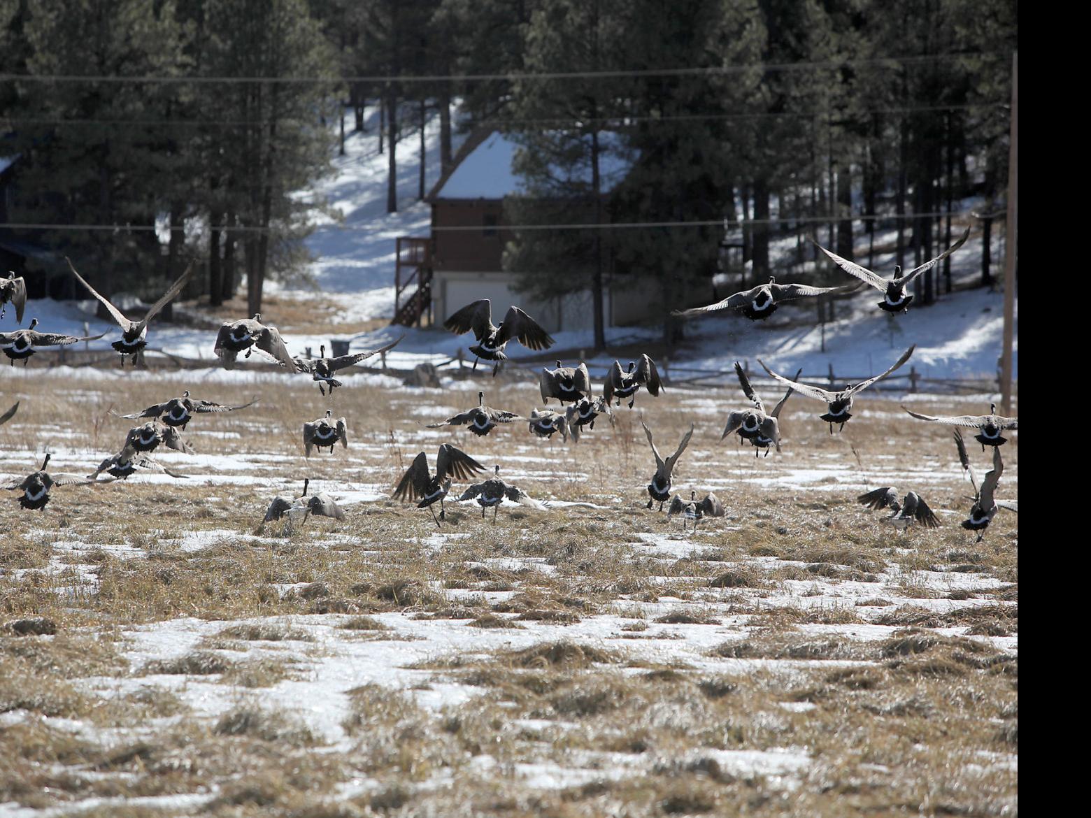 Listening In Kachina Village And Mountainaire Local Azdailysun Com