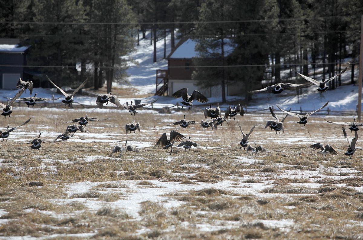 Listening In Kachina Village and Mountainaire Local