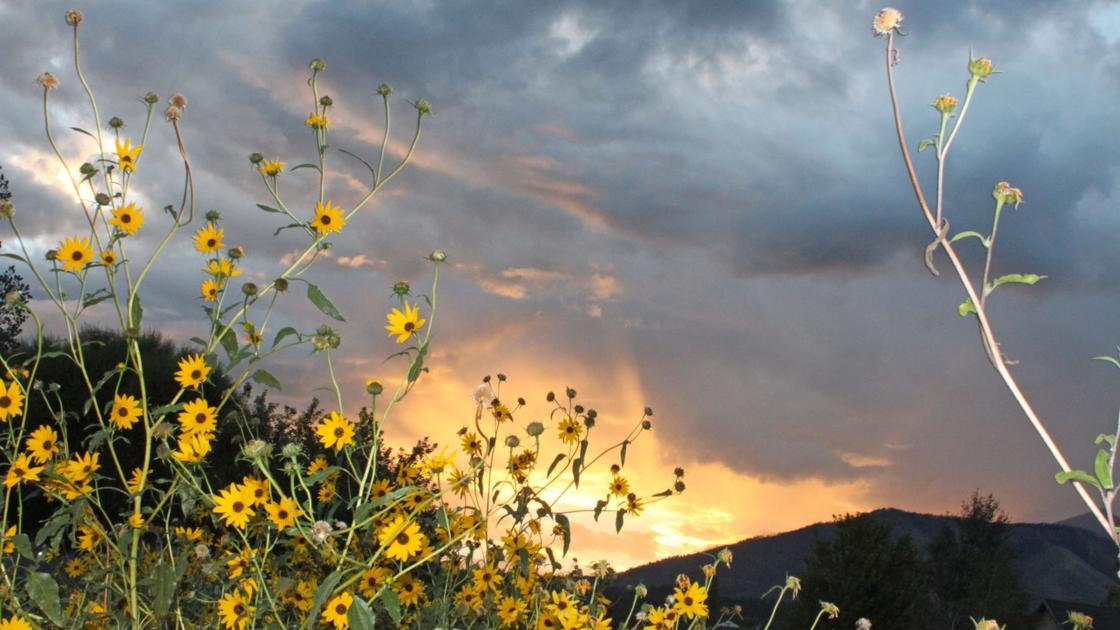 Gardening Etcetera: Capturing the Fantastic thing about Gardens By means of Pictures | Residence and Backyard