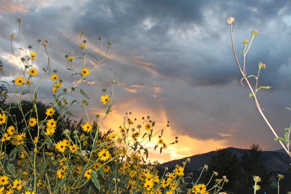 sunflowers