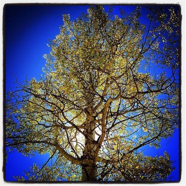 More fall gold