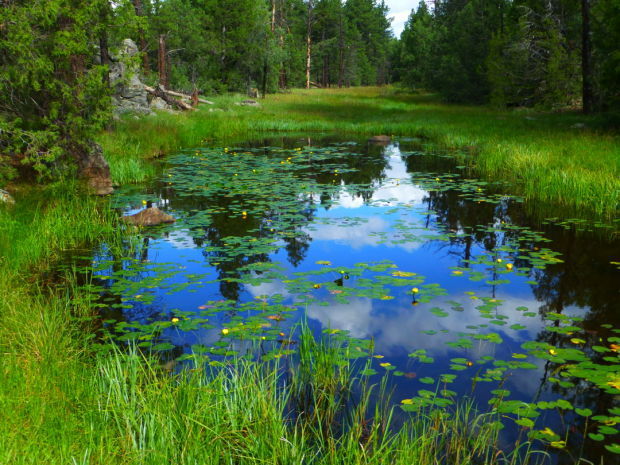 Outdoors Lily Pads And Long Vistas Recreation Azdailysun Com