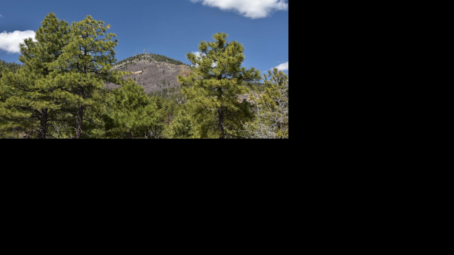 Bill Williams Mountain forest restoration complete