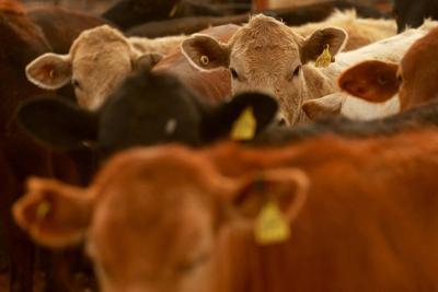 FILE PHOTO: U.S. Resumes Mexican Cattle Imports After Temporary Suspension