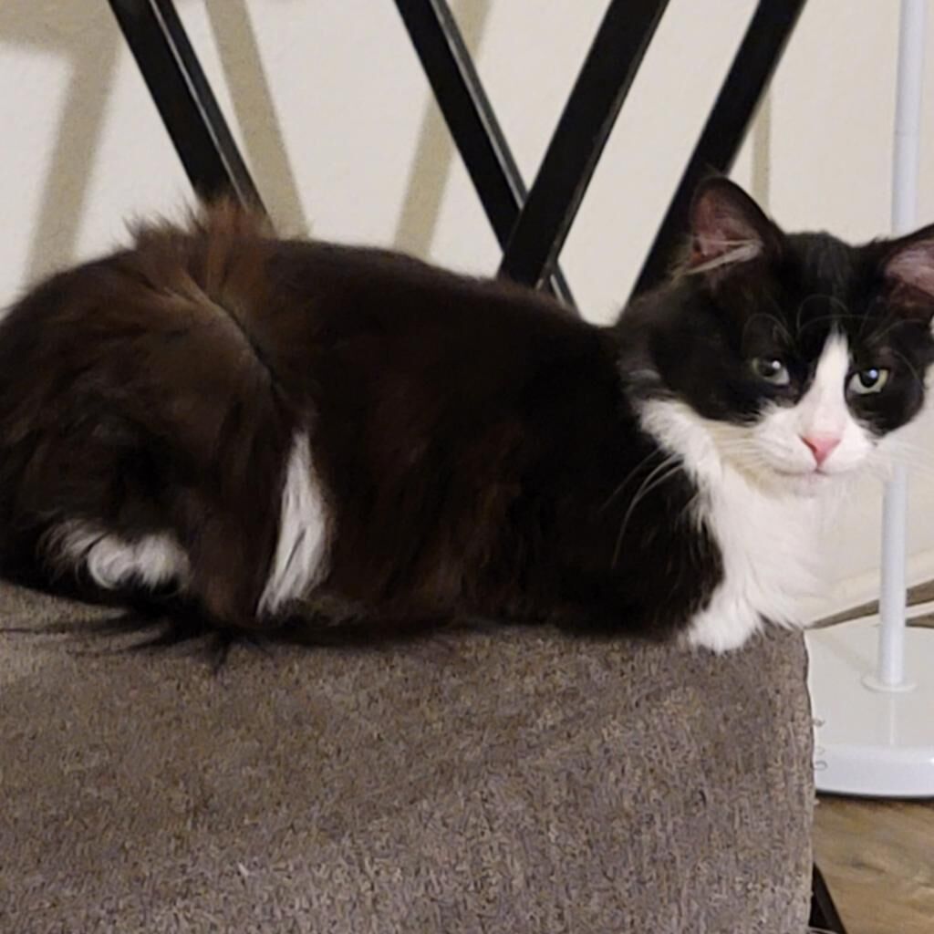 Pet of the Week Aspen