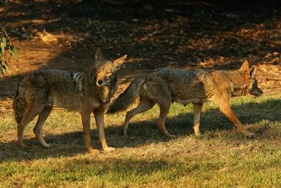 Coyotes