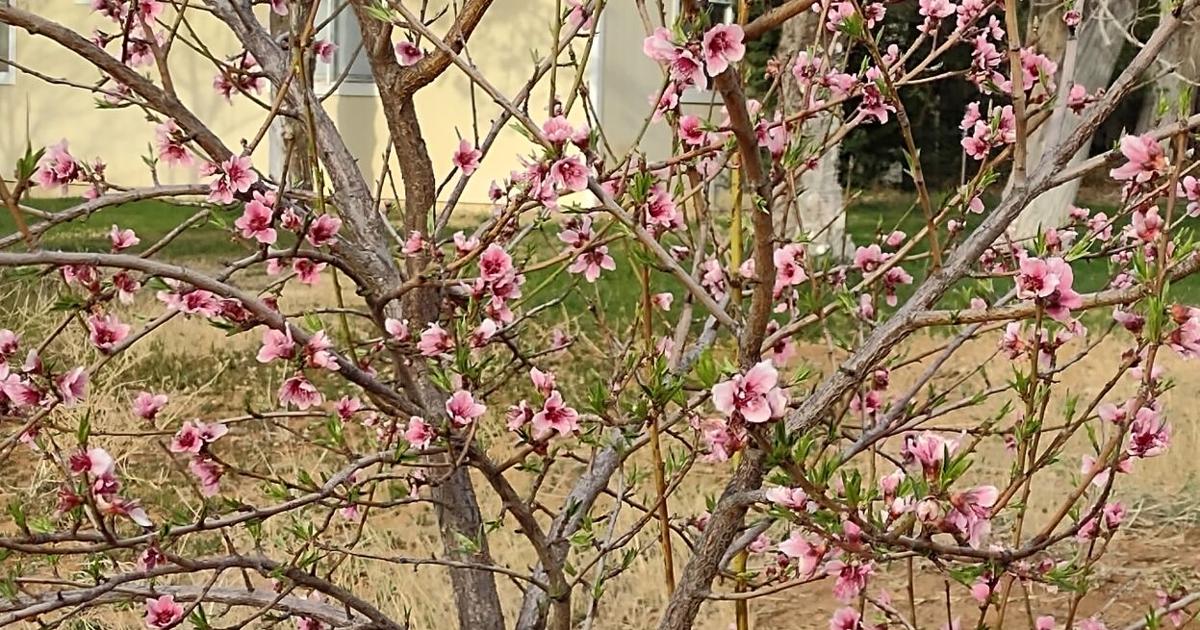 Gardening Etcetera: Mother Nature doesn’t want to eat your heart | Local Gardening Etcetera: Mother Nature doesn’t want to eat your heart | Local