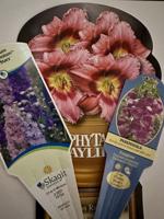 Gardening Etcetera: My favorite companion plants for roses