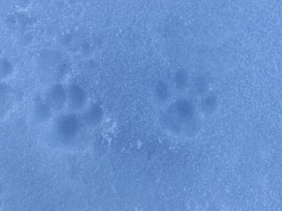 Winter welfare Checking in on Flagstaff animals in snowy conditions