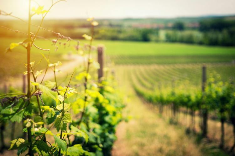 Spring Vineyard