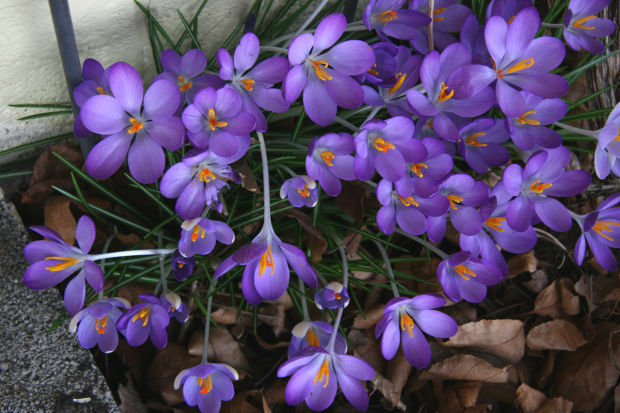 Spring comes early to Flagstaff