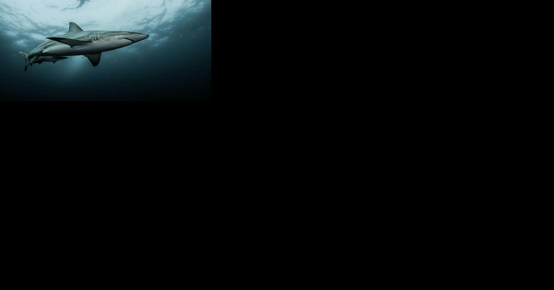 EarthTalk: Shark sightings may be higher, but numbers are dwindling - Vimarsana News