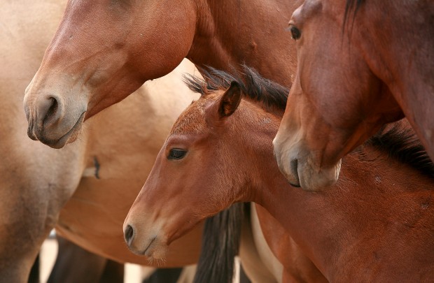 Babbit Ranch Hashknife Hashknife sale a Babbitt Ranches tradition | | azdailysun.com