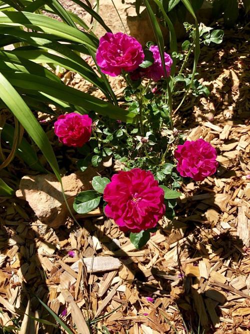 Gardening Etcetera Mulch Bare Root Roses Before Winter