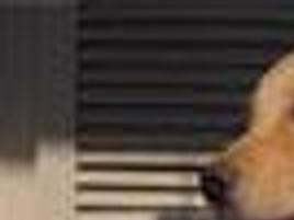 Dr Marcy Lepique Delivers Babies And Puppies News Azdailysun Com