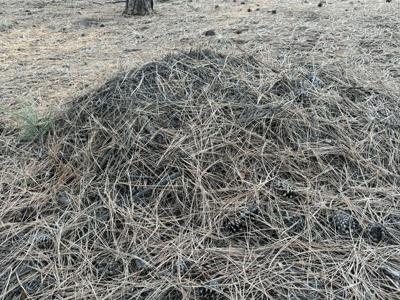 Pine Needles
