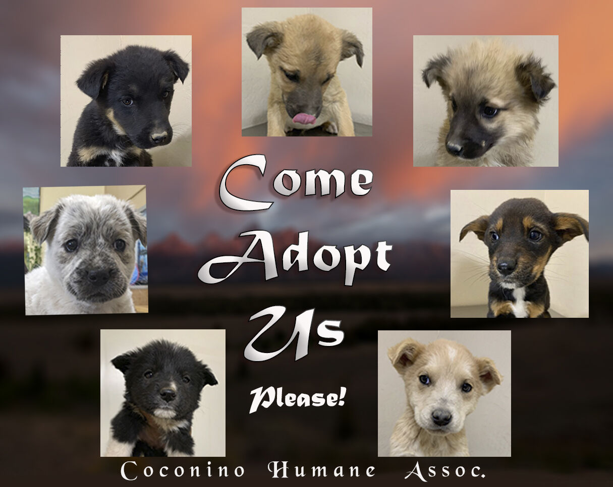 CHA Pet of the Week Puppies Local News azdailysun