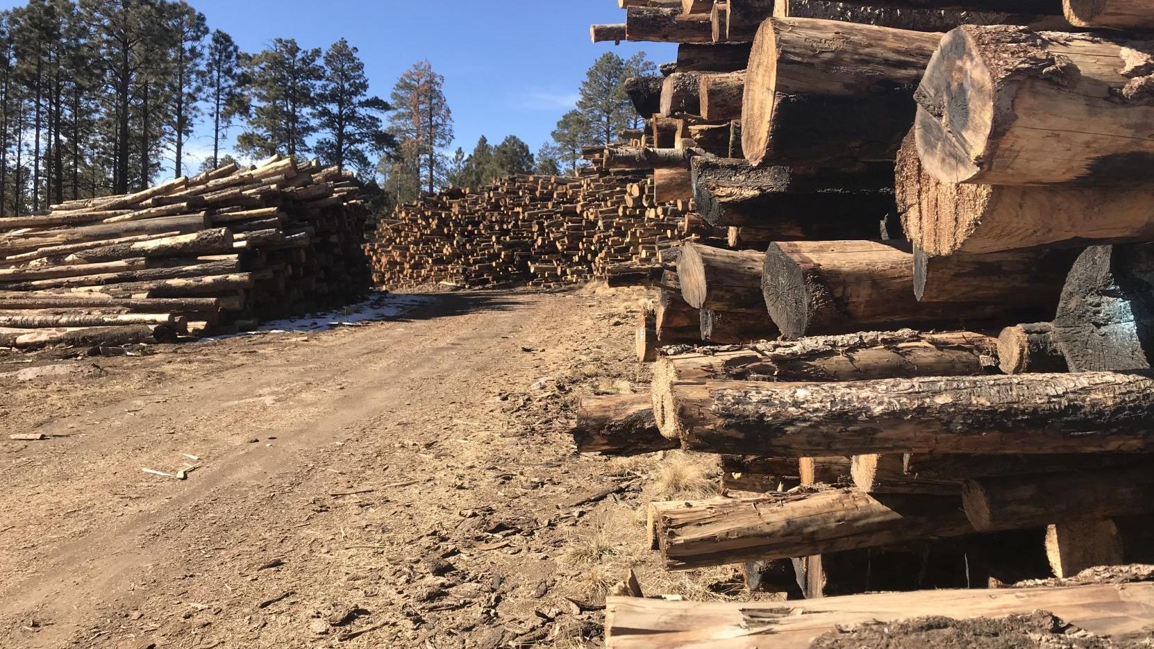 Forest thinning efforts provide free firewood for communities in need |  Local News | azdailysun.com
