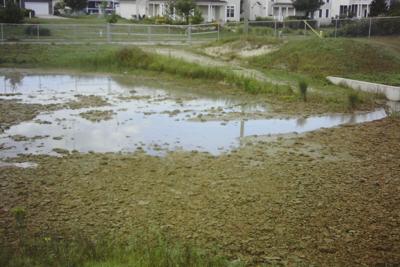 Pond
