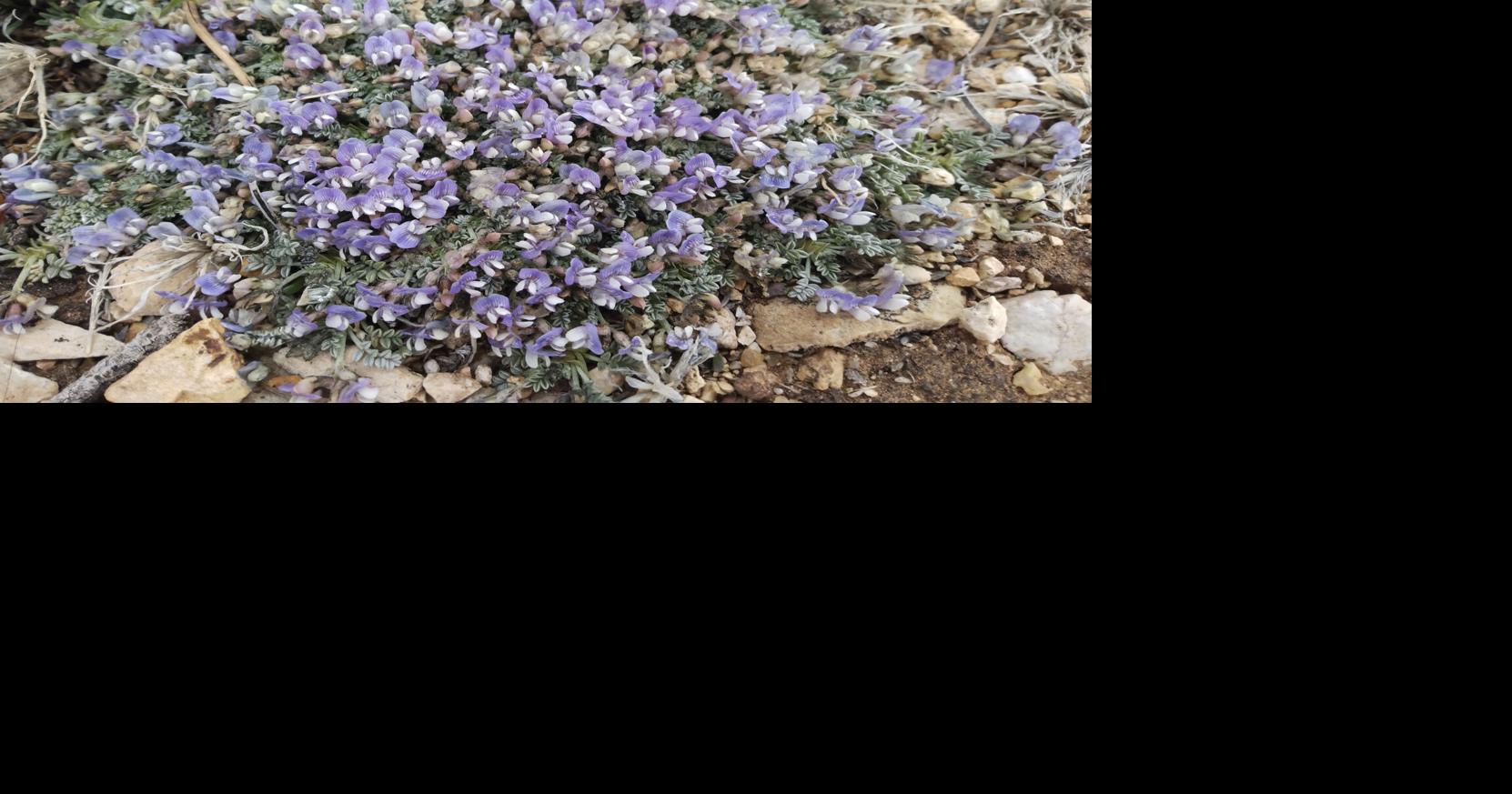 U.S. Fish and Wildlife Service announces Sentry Milk-Vetch Recovery ...