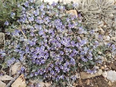 Sentry milk-vetch