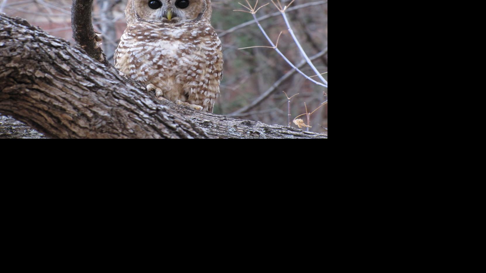 3:30 p.m. update: Prescribed fire in Mexican spotted owl habitat to start Tuesday