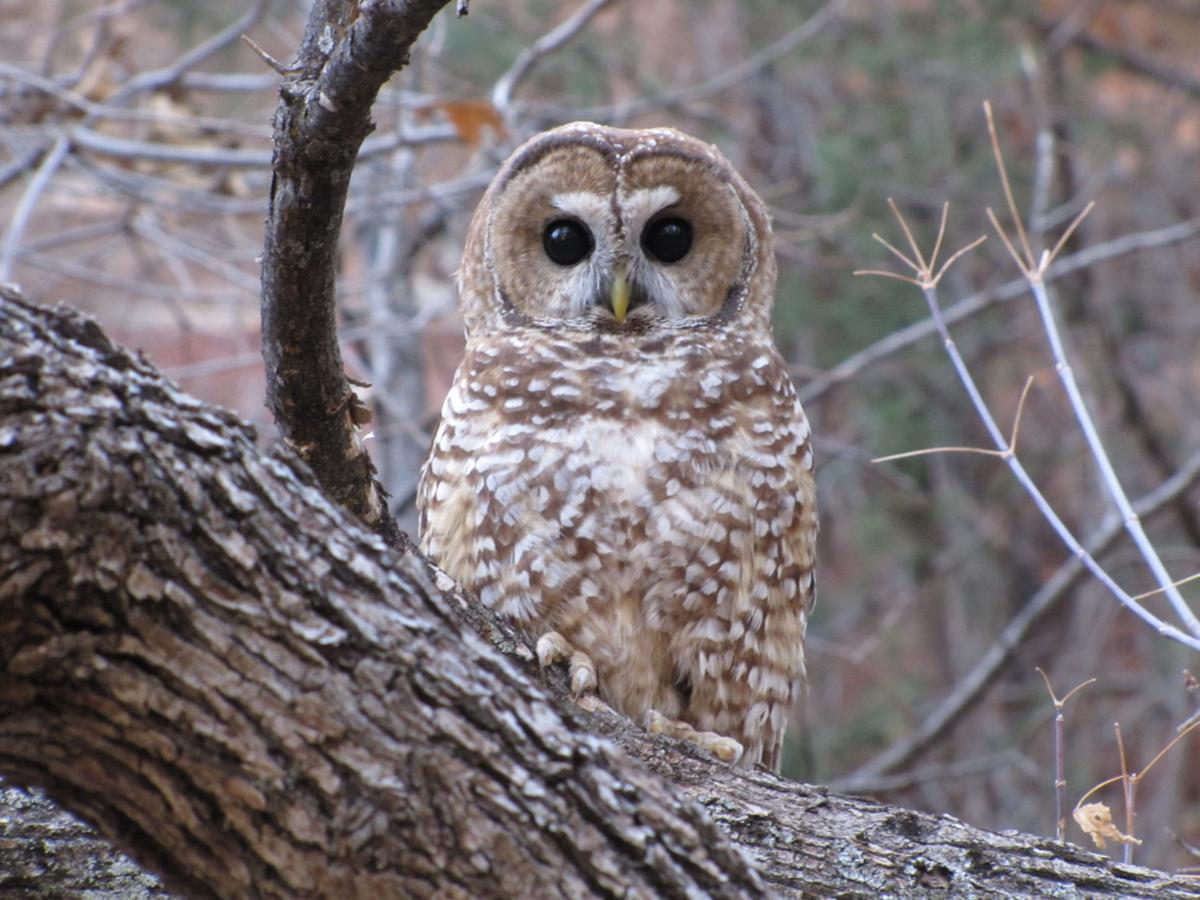 330 p.m. update Prescribed fire in Mexican spotted owl habitat to