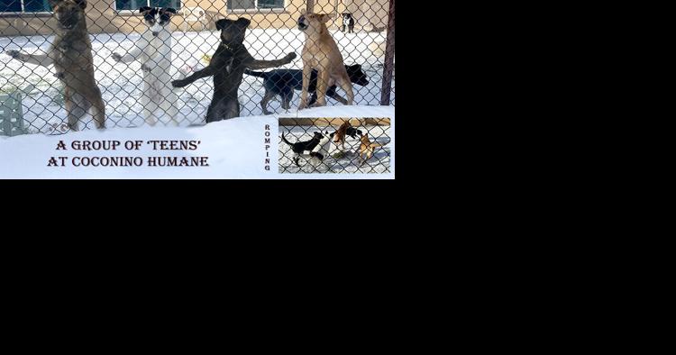 CHA Pet of the Week: The Teenagers - Vimarsana News