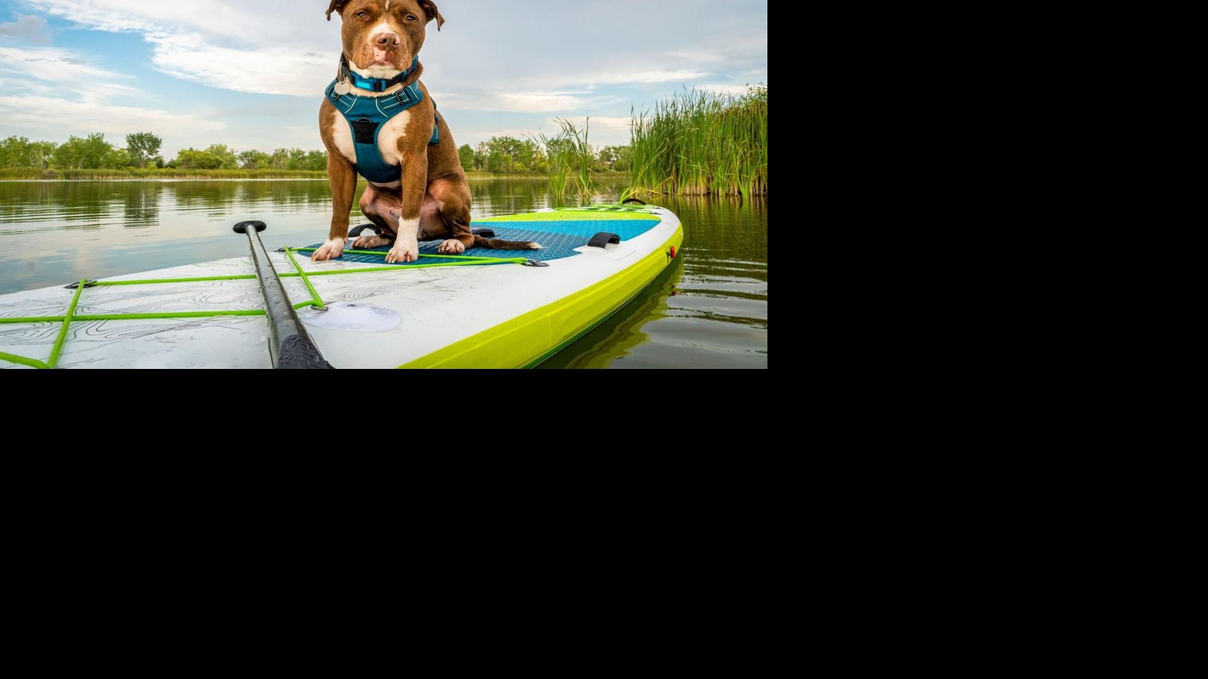 Great Social Media Groups for Adventurers and their Pets!