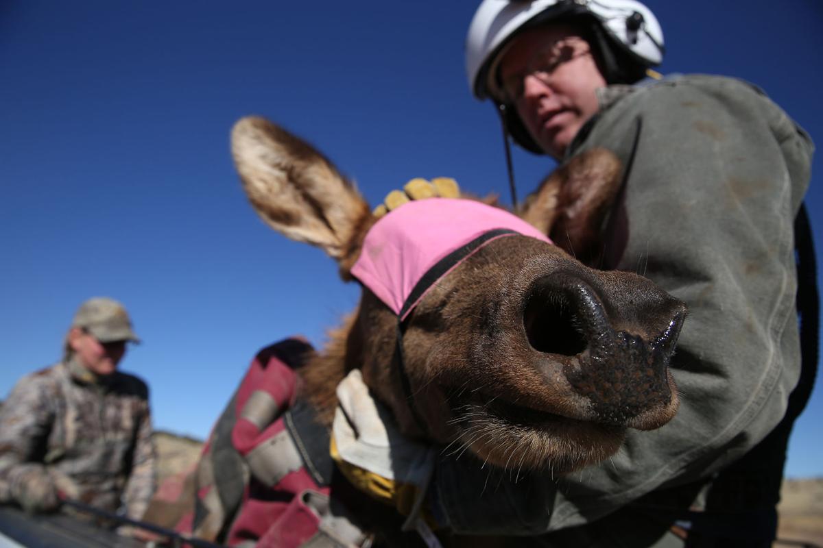 Northern Arizona elk are headed to West Virginia Local