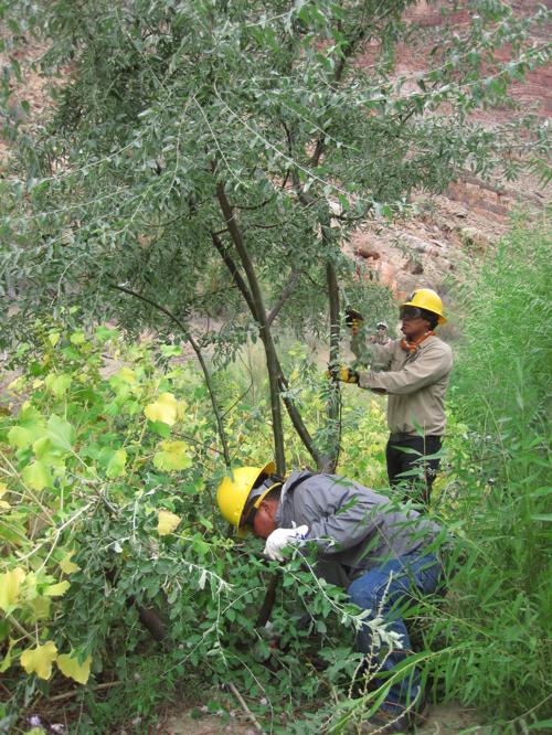 invasive non-native Russian olive