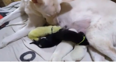 A N.C. dog gave birth to a bright green puppy. The family named it 'Hulk.'