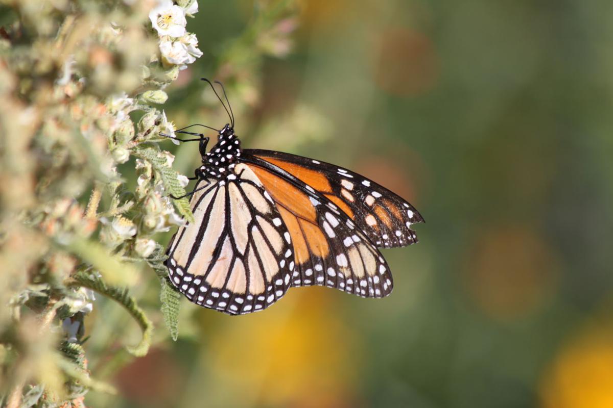 monarch