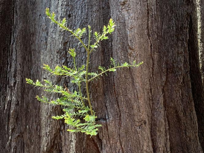 coast_redwood_regeneration.jpg