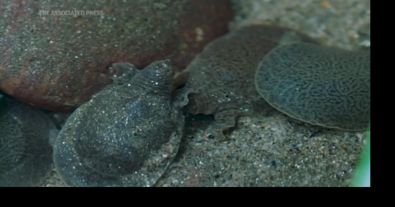 Zoo succeeds in breeding endangered turtles