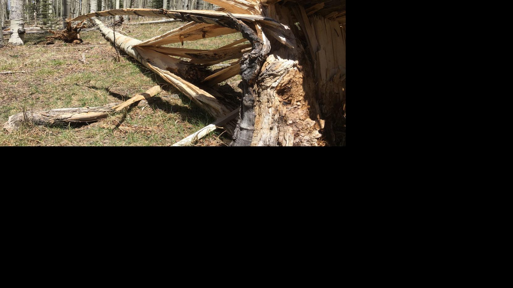 Photos: Take an early spring hike into the aspen groves atop Hart Prairie