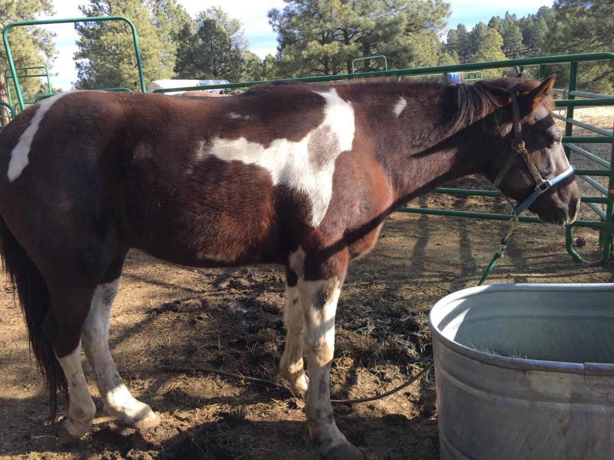 Anthony at Coconino Humane Association
