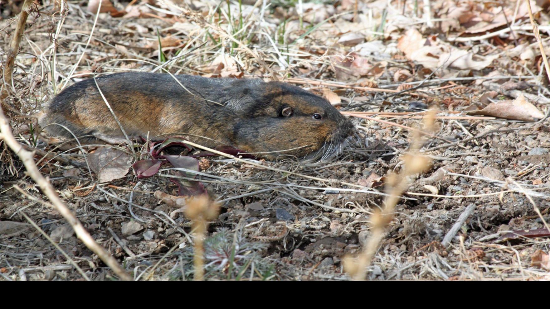 16+ Pocket Gopher Colorado