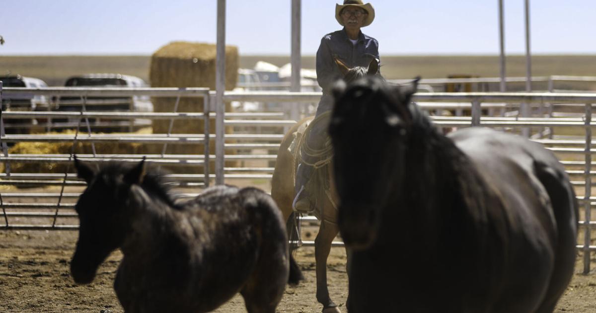 Gallery: Colt sale at Babbitt Ranches kicks up the dust | Local News ...